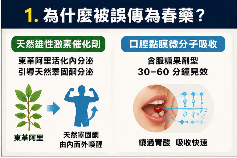 為什麼被誤傳為春藥?拆解其「有感」的催化機制 🚀 為什麼被誤傳為春藥?拆解其「有感」的催化機制 🚀