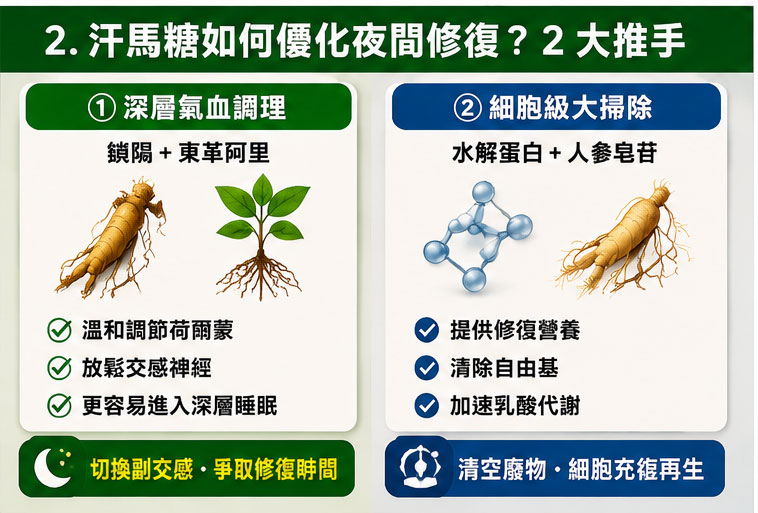 汗馬糖如何優化夜間修復？晨起活力的 2 大神級推手 🚀