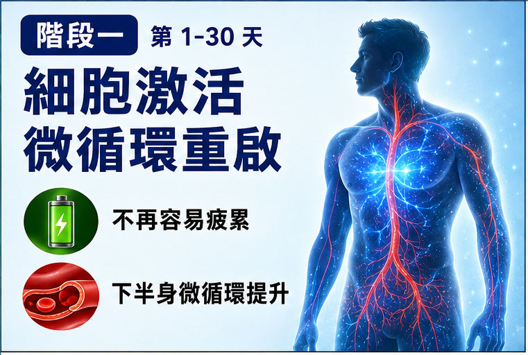 階段一(第 1-30 天):細胞激活與微循環的全面重啟 ⚡ 階段一(第 1-30 天):細胞激活與微循環的全面重啟 ⚡