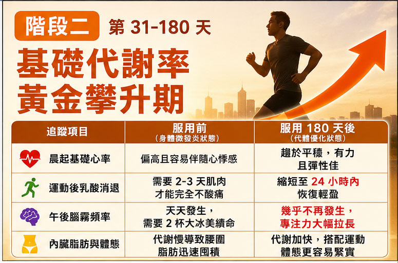 階段二(第 31-180 天):基礎代謝率(BMR)的黃金攀升期 🔥 階段二(第 31-180 天):基礎代謝率(BMR)的黃金攀升期 🔥
