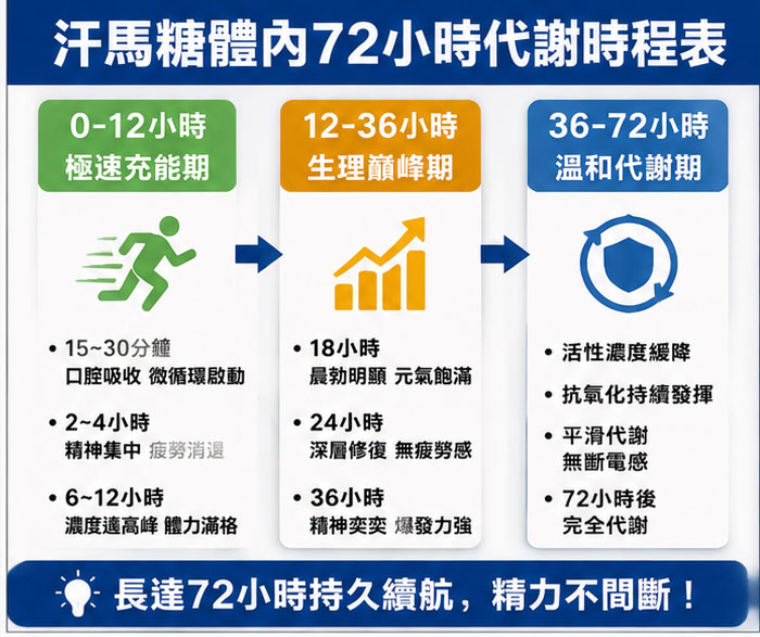 深度解析：汗馬糖成分在體內的「黃金 72 小時」代謝時程表 🌡️
