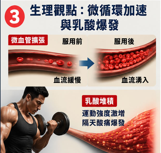 生理代謝觀點：下半身微循環驟然加速與乳酸爆發 🌡️